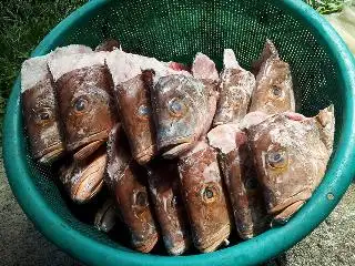 Warung Mektikah (Kari Kepala Ikan Penang)