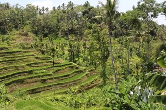 Gambar Makanan Carik Terrace Warung 5