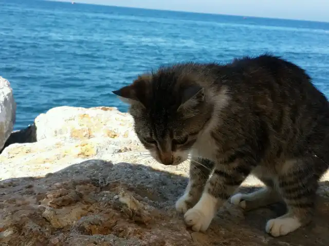 Yalova Marine Altın Balık'nin yemek ve ambiyans fotoğrafları 6