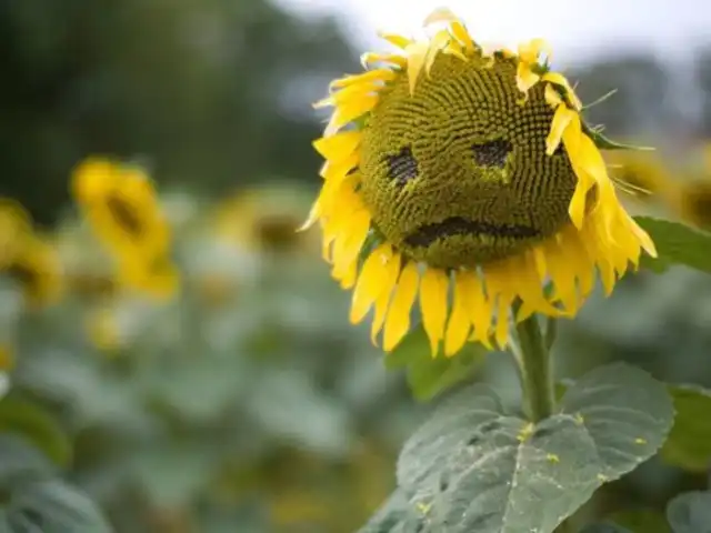 Komşu Fırın'nin yemek ve ambiyans fotoğrafları 13