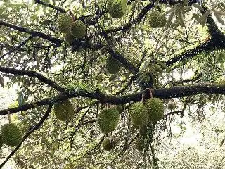 SkyDurian Food Photo 3