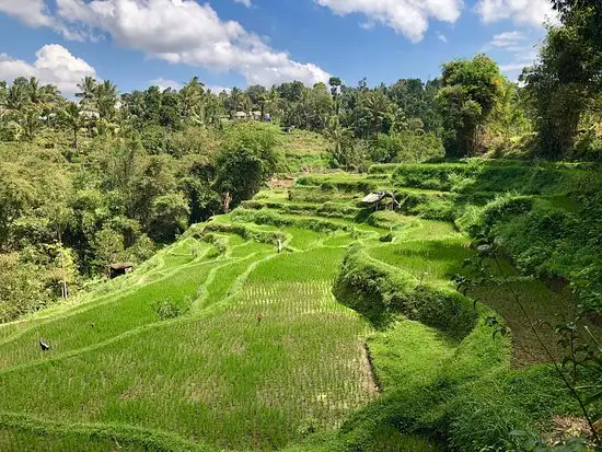 Gambar Makanan Warung Monkey Forest 15