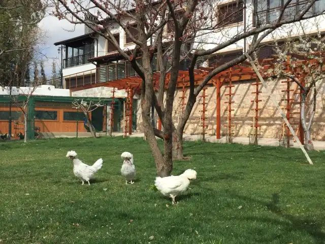 Konya Büyükşehir Belediyesi-köşk'nin yemek ve ambiyans fotoğrafları 3