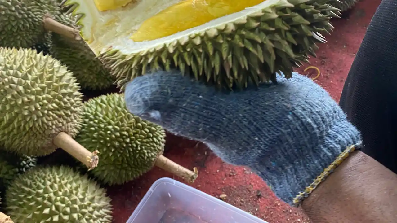 Durian Brothers Sijangkang