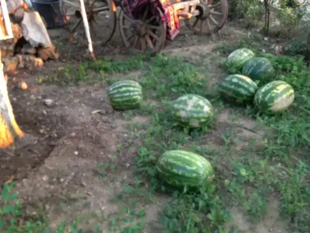 Arnavutköy Nokta Tesisleri'nin yemek ve ambiyans fotoğrafları 4