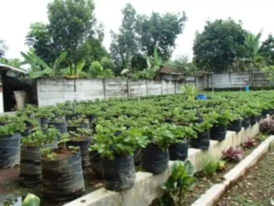 Gambar Makanan Taman Strawberry - Sukabumi 5
