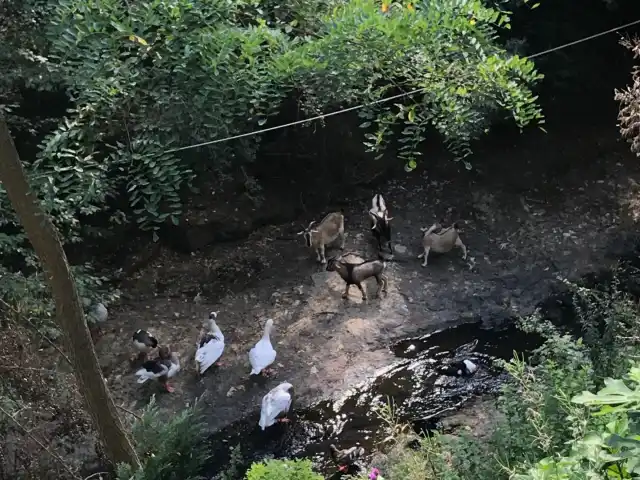 Saklı Cennet'nin yemek ve ambiyans fotoğrafları 4