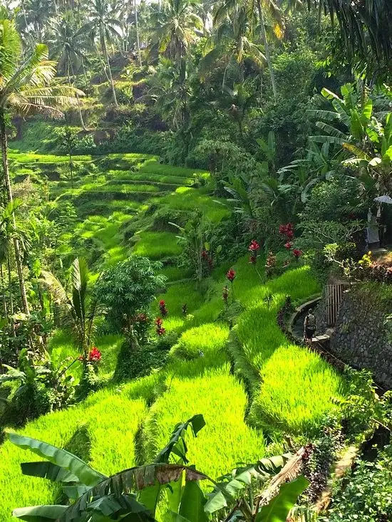 Gambar Makanan Boni Bali Restaurant 11