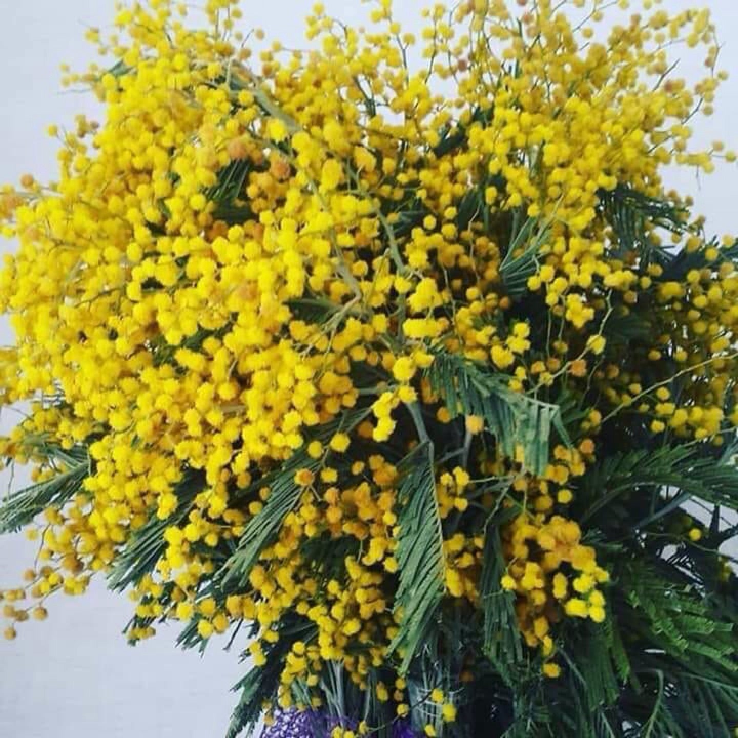 Teras Cafe yeri ve telefon numarası.Şifa, İstanbul restoran YummyAdvisor