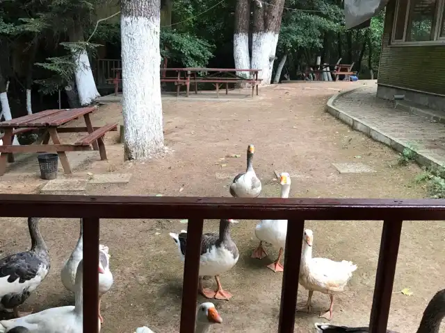 Yesil Vadi Mangal Tesisleri'nin yemek ve ambiyans fotoğrafları 9