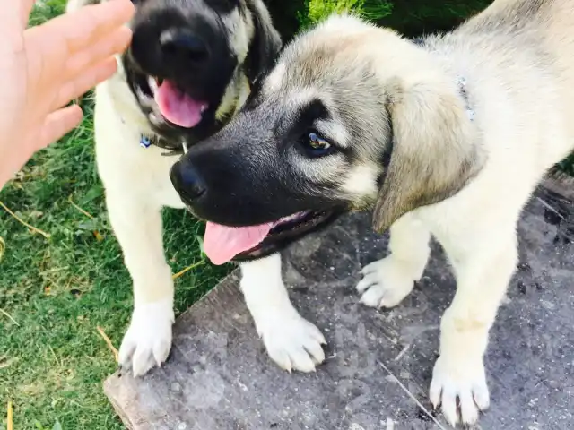 Kasaba Steakhouse'nin yemek ve ambiyans fotoğrafları 16