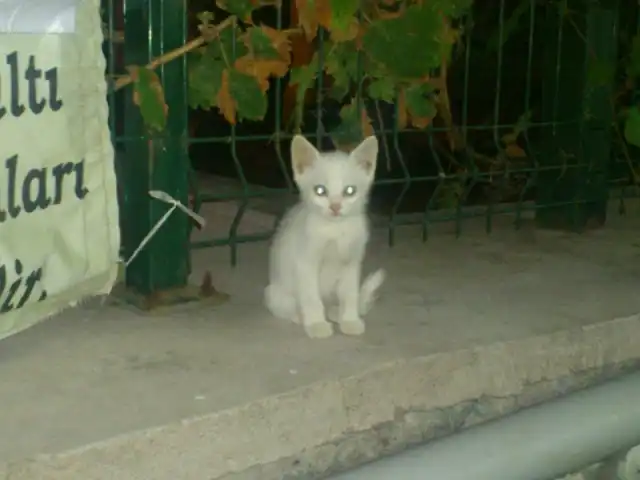 Dikili Öğretmen Evi'nin yemek ve ambiyans fotoğrafları 4