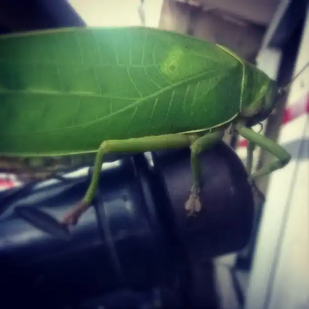 Gambar Makanan Warung Makan Siwungu 4