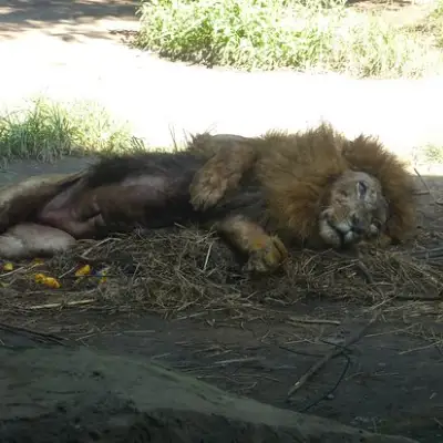 Tsavo Lion Restaurant