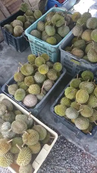 D'durian Abg Bakar Food Photo 1