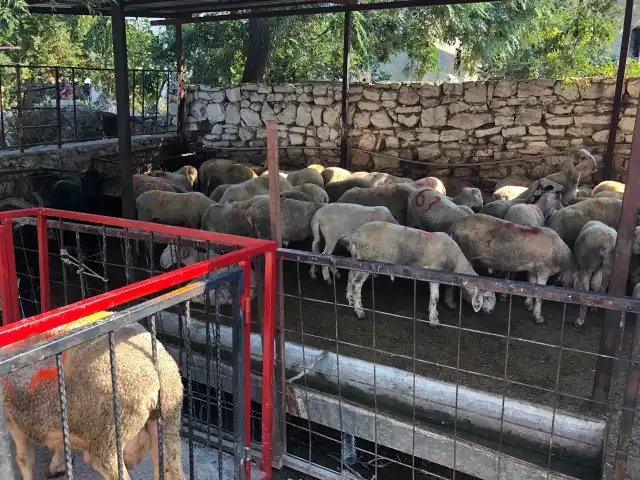 kasap çoban yaşar'nin yemek ve ambiyans fotoğrafları 2