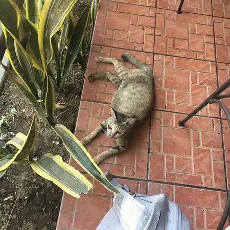 Gambar Makanan Warung Kampung 14