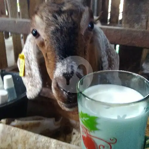 Gambar Makanan Susu Kambing Etawa Asli - Murni, Gang H. Abd. Rahman 2