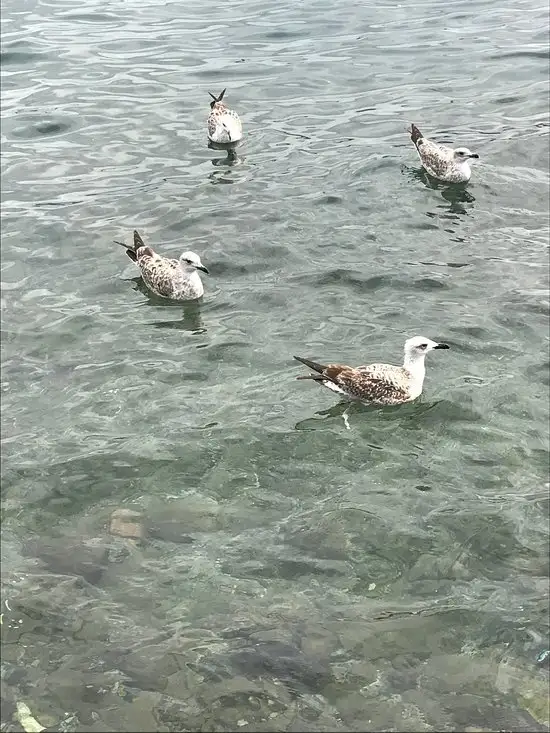 Yenikoy Spor Klubu Tea Garden'nin yemek ve ambiyans fotoğrafları 15