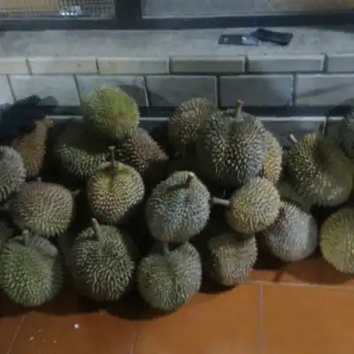 Sentra Durian Sinapeul