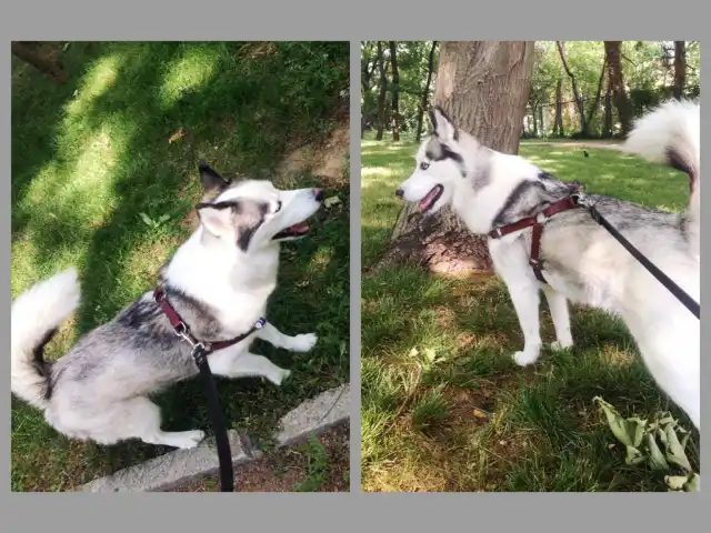 Gizli Bahçe'nin yemek ve ambiyans fotoğrafları 15