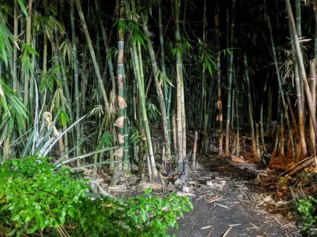 D'Bamboo Corner Tom Yam