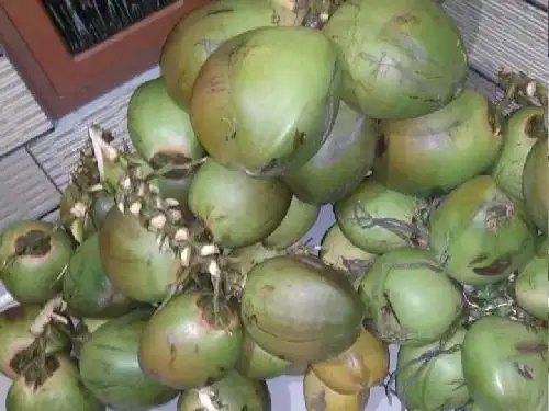 Kelapa Muda ,Kelapa Ijo Obat