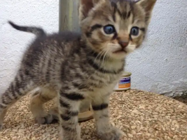 Goksu Evleri Lokali'nin yemek ve ambiyans fotoğrafları 4