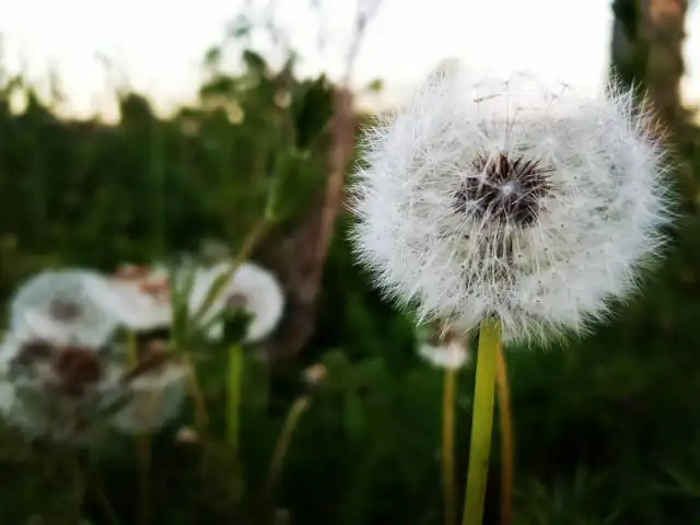 Subaşı Kasabı(Subaşı Çatalca)'nin yemek ve ambiyans fotoğrafları 2