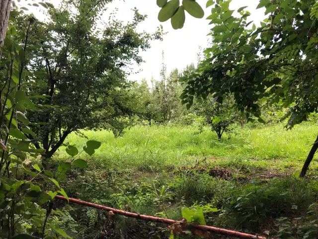 Yıldız Konak Köy Kahvaltısı Hayati''nin Yeri'nin yemek ve ambiyans fotoğrafları 3