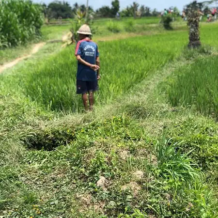 Alam De Ubud