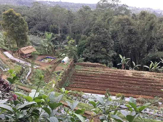 Gambar Makanan Pacung Restaurant 5