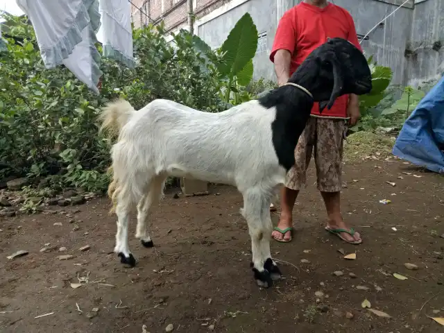 Gambar Makanan Barokah Aqiqah Purwokerto 3