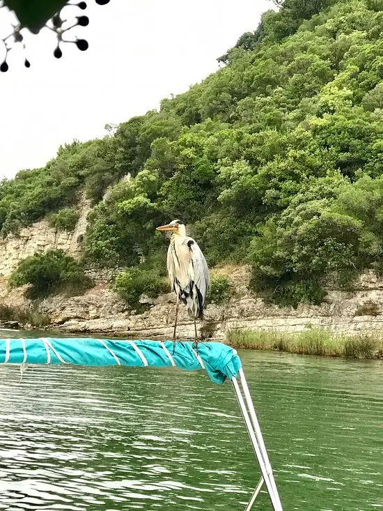 Şenol Restaurant'nin yemek ve ambiyans fotoğrafları 19