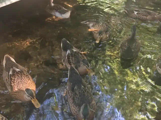 Ulupınar Batonik Restaurant'nin yemek ve ambiyans fotoğrafları 4