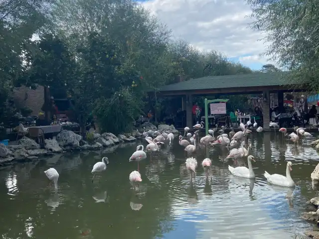Flamingo Köy'nin yemek ve ambiyans fotoğrafları 17