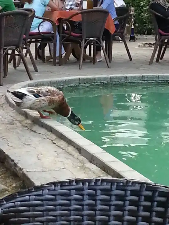 Florya Havuzlu Bahçe'nin yemek ve ambiyans fotoğrafları 16