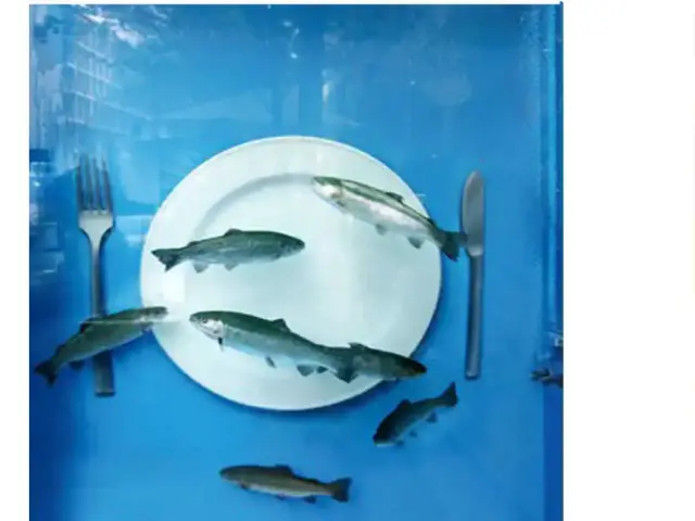 Mer Balık'nin yemek ve ambiyans fotoğrafları 40