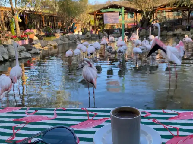 Flamingo Köy'nin yemek ve ambiyans fotoğrafları 5