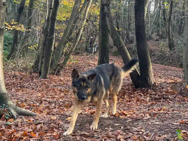 Polonezköy de Mangal Keyfi'nin yemek ve ambiyans fotoğrafları 4