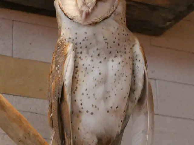 Gambar Makanan Barn Owl Cafe 16