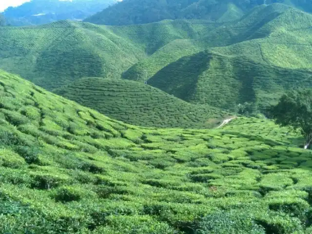 Bharat Tea Plantation Food Photo 6