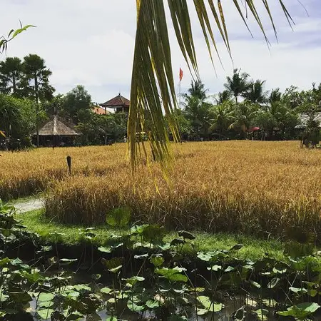 Gambar Makanan Bebek Tepi Sawah 4