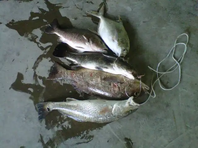 Sea lion Ikan Air Masin Food Photo 9