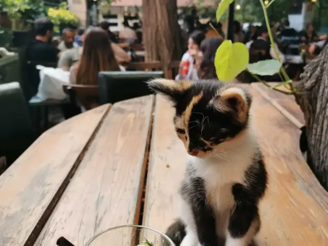 Zeytin Kafe & Bar'nin yemek ve ambiyans fotoğrafları 16