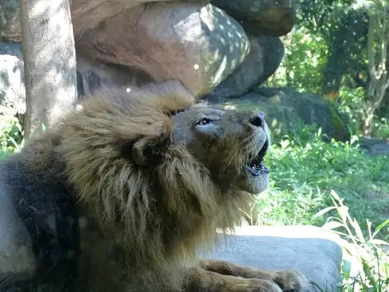 Gambar Makanan Tsavo Lion Restaurant 19