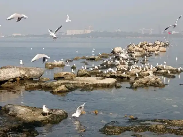 Terrace Mercan Cafe Restaurant'nin yemek ve ambiyans fotoğrafları 5