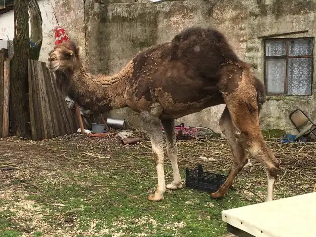 Meydan Kuzu Cevirme'nin yemek ve ambiyans fotoğrafları 6