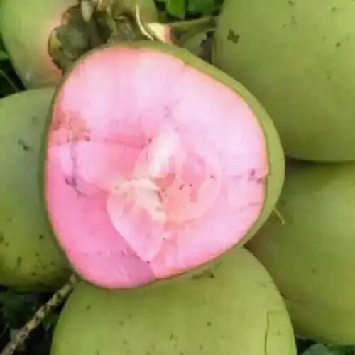 Gambar Makanan Ayam Gacor, Sigura Gura 18