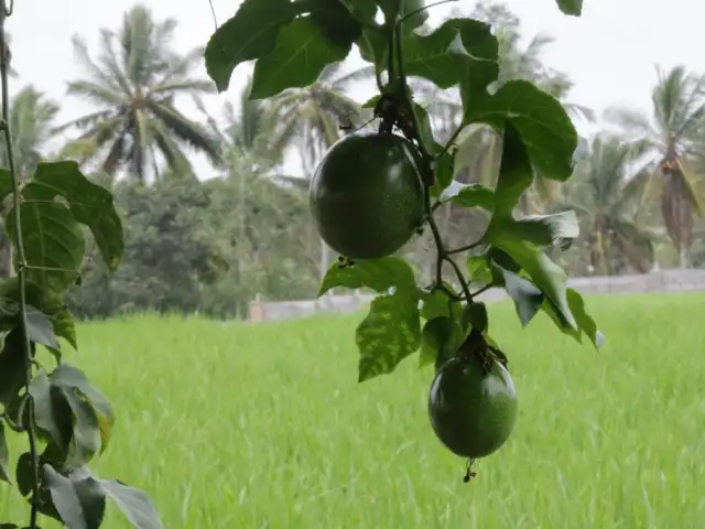 Gambar Makanan Ubud Float Garden 11